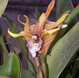 orchidée Moyobamba